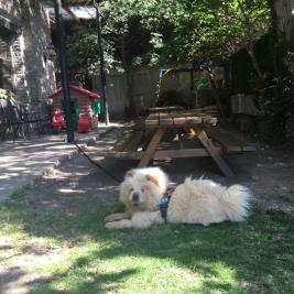 Animaux attachés à l'extérieur des banques de la zone de l'hôtel