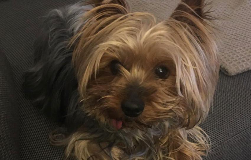 Mascotes benvingudes