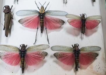 Museo de las Mariposas de Catalunya