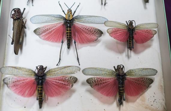 Butterfly Museum of Catalonia